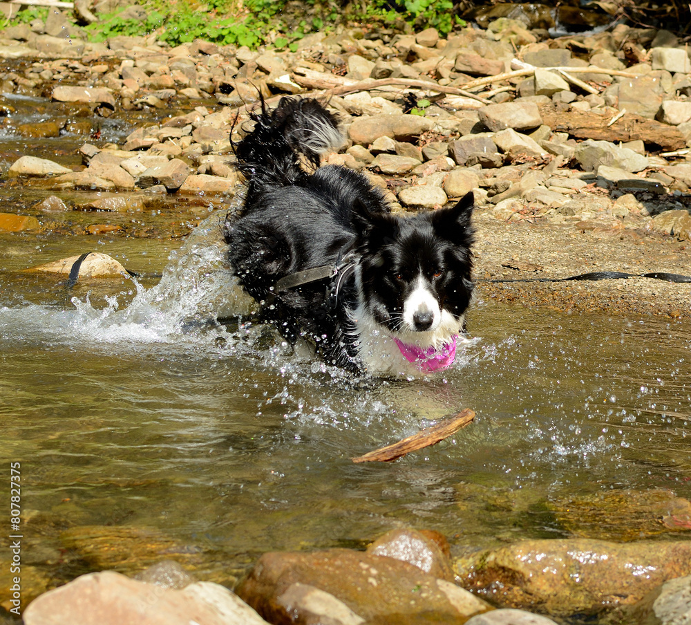 Czarno - biały pies rasy Border Collie Czarno - biały pies rasy Border Collie