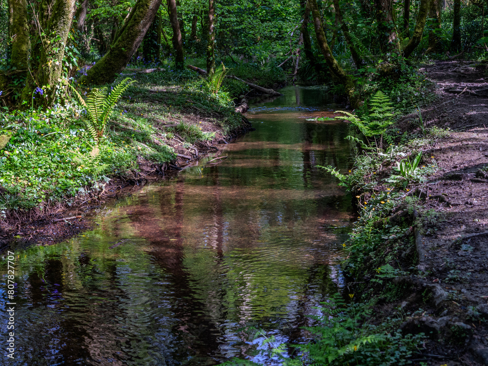 Stream in a Cornish Woodland.