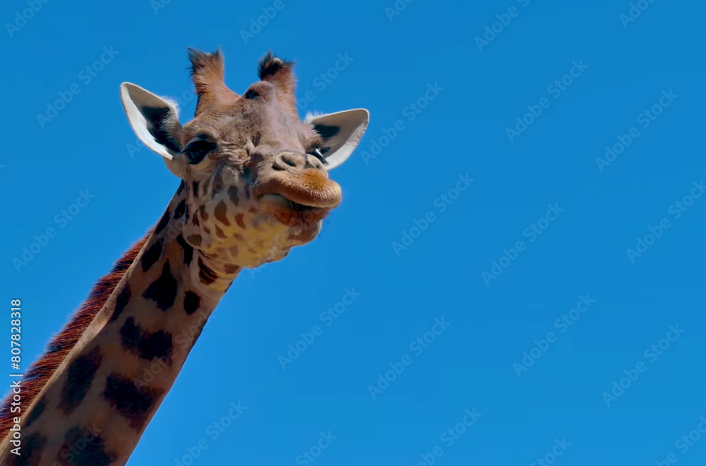 close up of a giraffe with its tongue out.