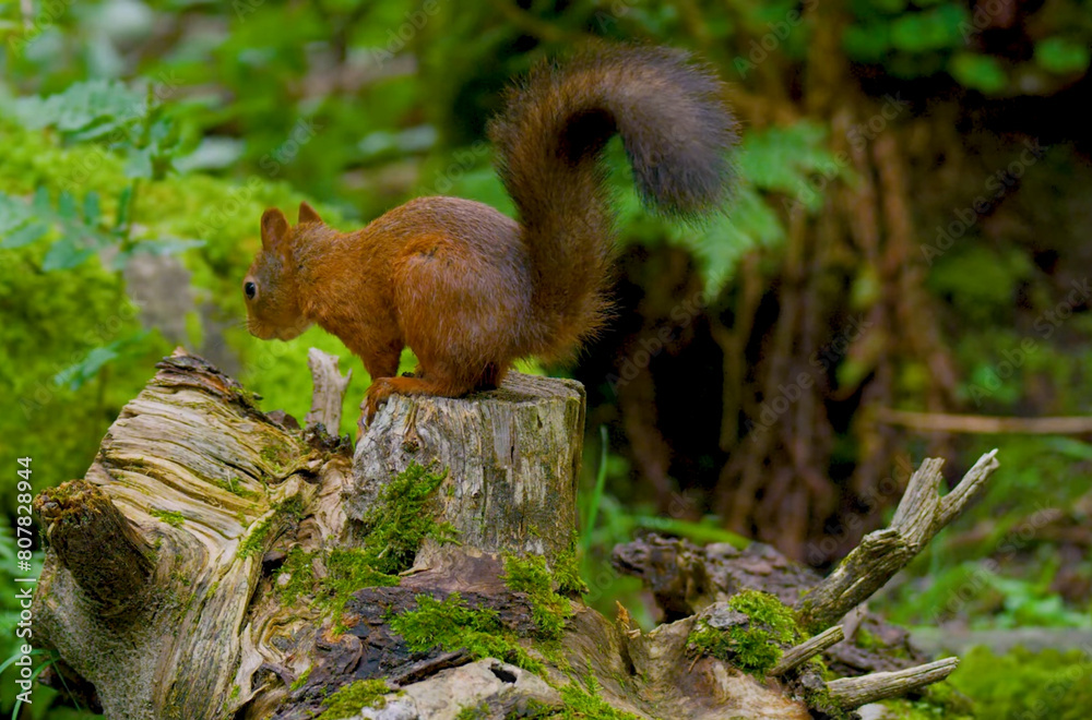 Red squirrel in the woods scene Red squirrel in the woods scene