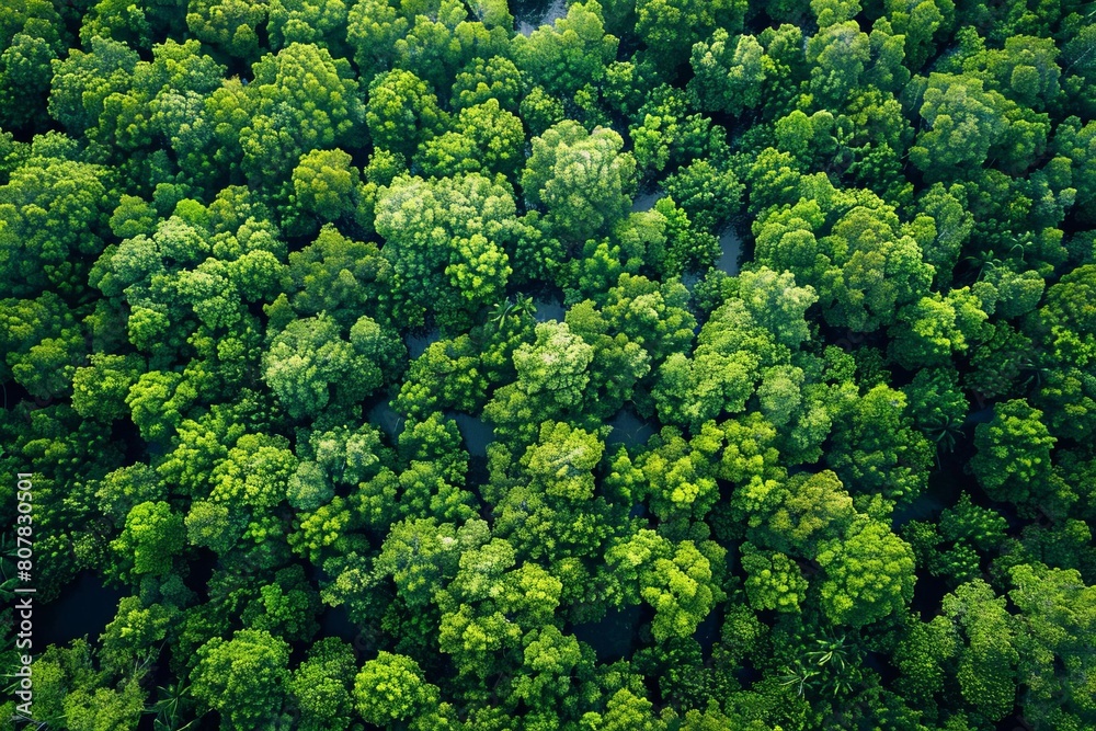 Aerial top view of a dense green mangrove forest, captured by drone, symbolizing carbon neutrality and sustainability efforts