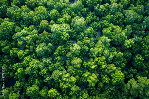Aerial top view of a dense green mangrove forest  captured by drone  symbolizing carbon neutrality and sustainability efforts