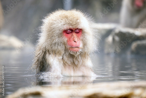 Japanese Snow Monkey japanese snow monkeys playing in hot springs in winter. photo