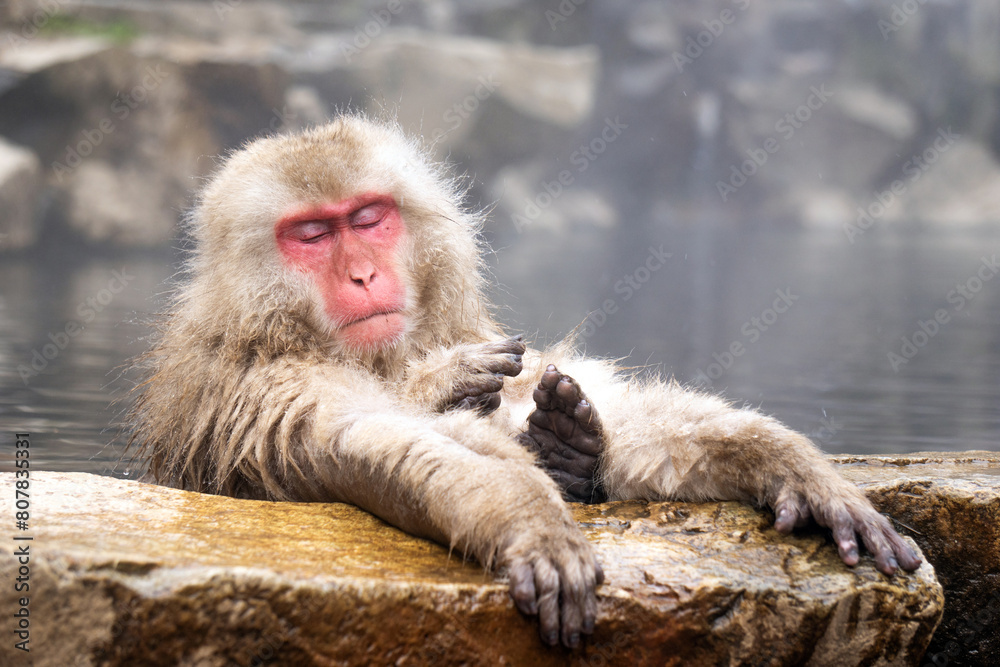 Obraz premium Japanese Snow Monkey japanese snow monkeys playing in hot springs in winter.