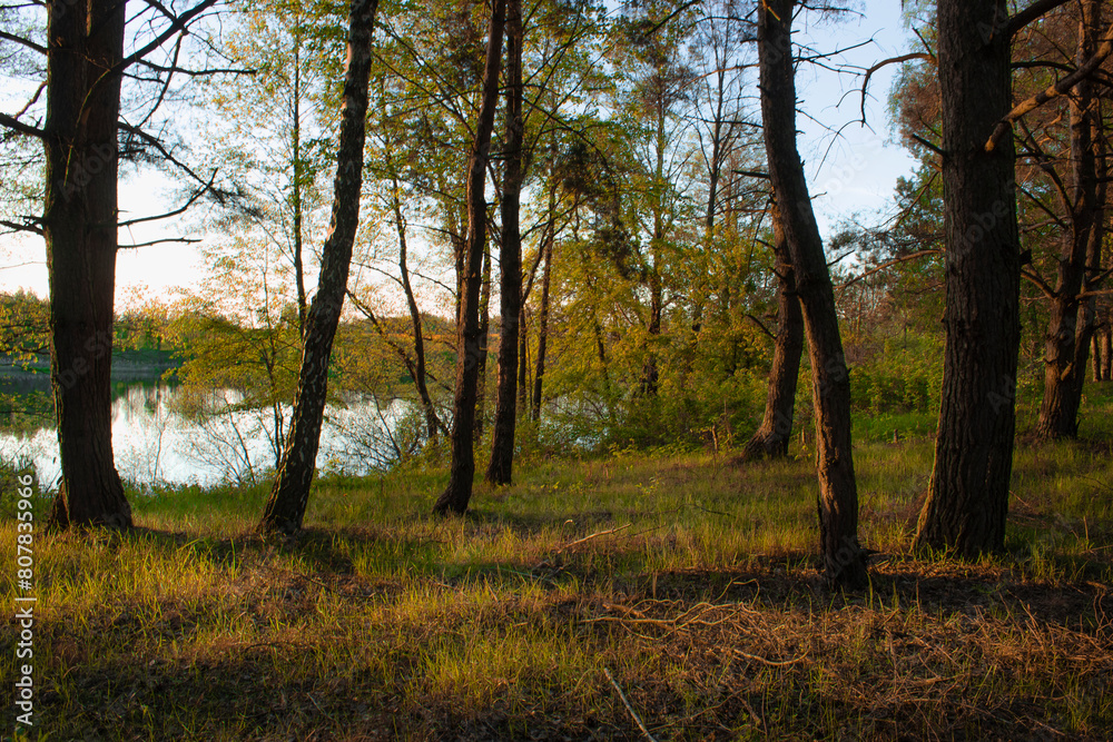 Obraz premium spring forest in the morning