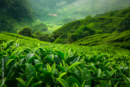 tea plantation, Highlight the vibrant green foliage of the tea plants, as well as any surrounding vegetation © SANA