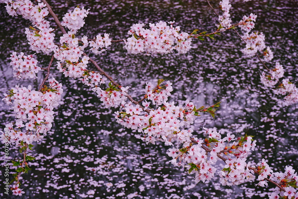 Pink Sakura or Cherry Blossom Tunnel and Moat of Hirosaki Castle in Aomori, Japan - 日本 青森 弘前城 外濠 桜のトンネル Pink Sakura or Cherry Blossom Tunnel and Moat of Hirosaki Castle in Aomori, Japan - 日本 青森 弘前城 外濠 桜のトンネル