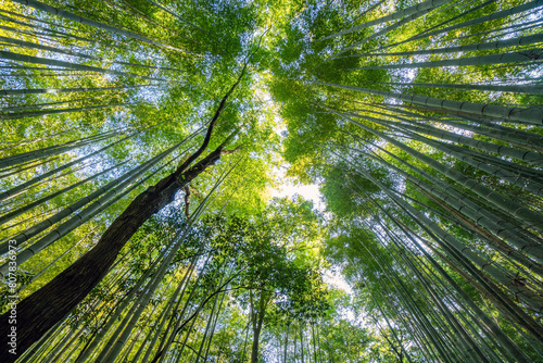 Beautiful llandscape of Bamboo forest at Arashiyama Looking up to sky, Kyoto, Japan nature. Sagano Bamboo Grove of Arashiyama. © byjeng
