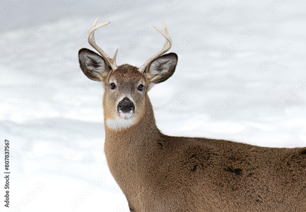 A white-tailed deer buck in winter in Canada