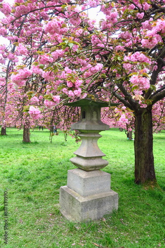 Hanami f  te des cerisiers au parc de Sceaux