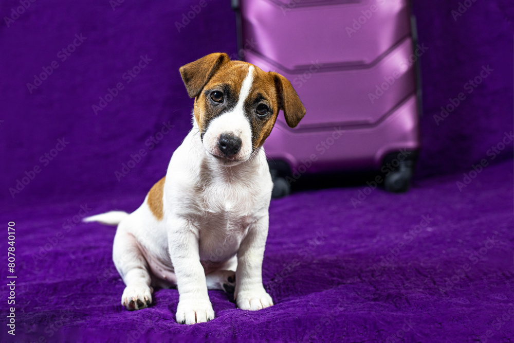 Jack Russell Terrier puppy sits on a purple background next to a suitcase. Traveling with puppies and pets