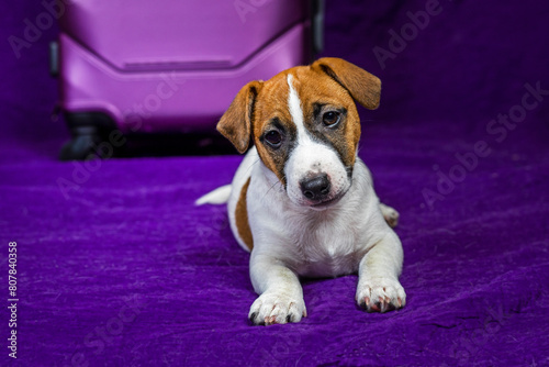 beautiful Jack Russell terrier puppy lies on a purple background near a travel suitcase © Nataliia Makarovska