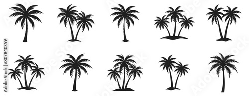 Palm vector illustration. Different Miami palms hand drawn black on white background. Tropical tree silhouette.