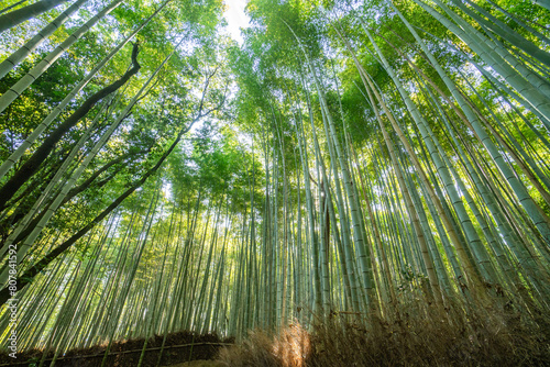 Beautiful llandscape of Bamboo forest at Arashiyama Looking up to sky, Kyoto, Japan nature. Sagano Bamboo Grove of Arashiyama.