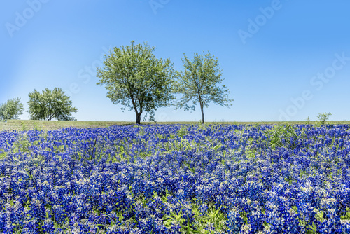 Meadow full of wonderful blue bonnets in the Texas Hill Country photo