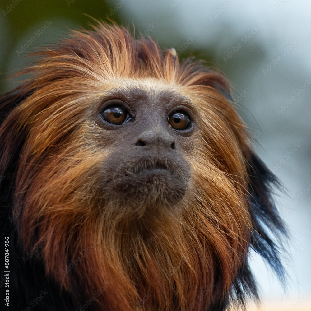 singe singe