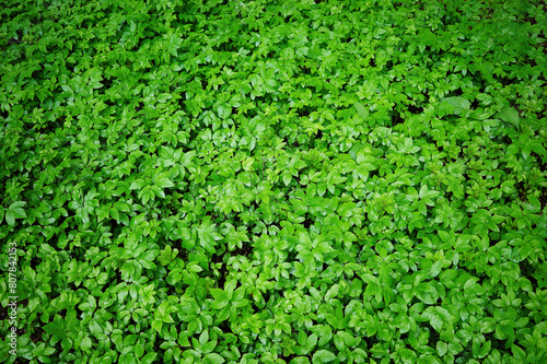 Perfect green plants garden carpet backdrop