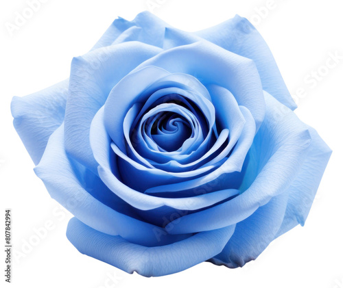 PNG Blue rose flower plant white.
