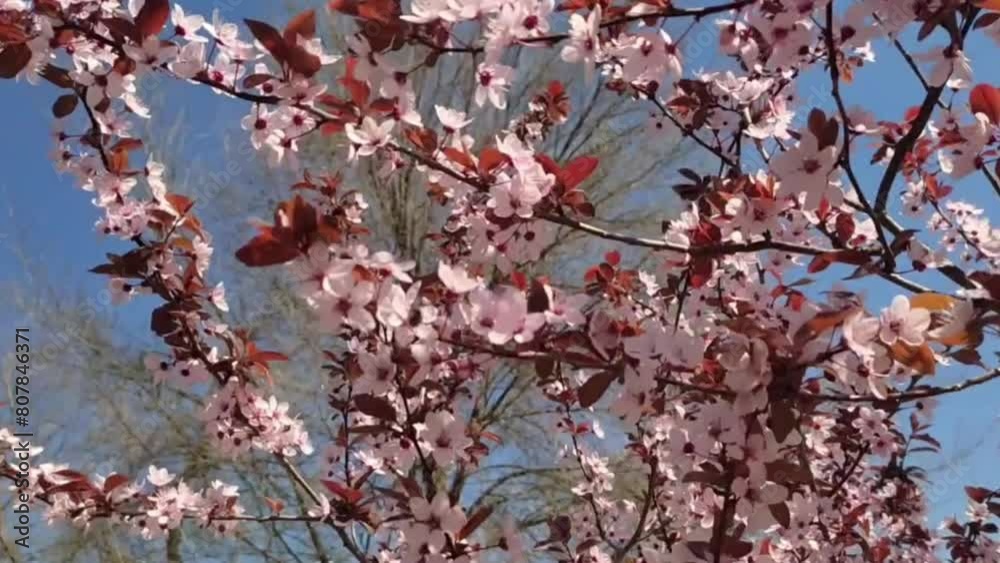 Closeup video of a pink cherry blossom tree against a clear blue sky Closeup video of a pink cherry blossom tree against a clear blue sky