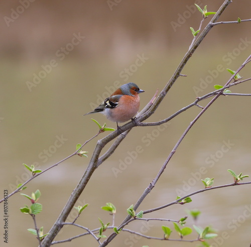 A finch sits on a branch of a tree with young green leaves