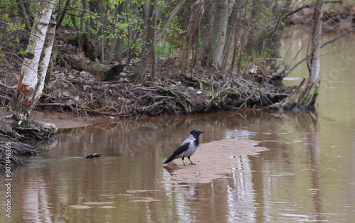 A crow sits on the shallows of a forest river