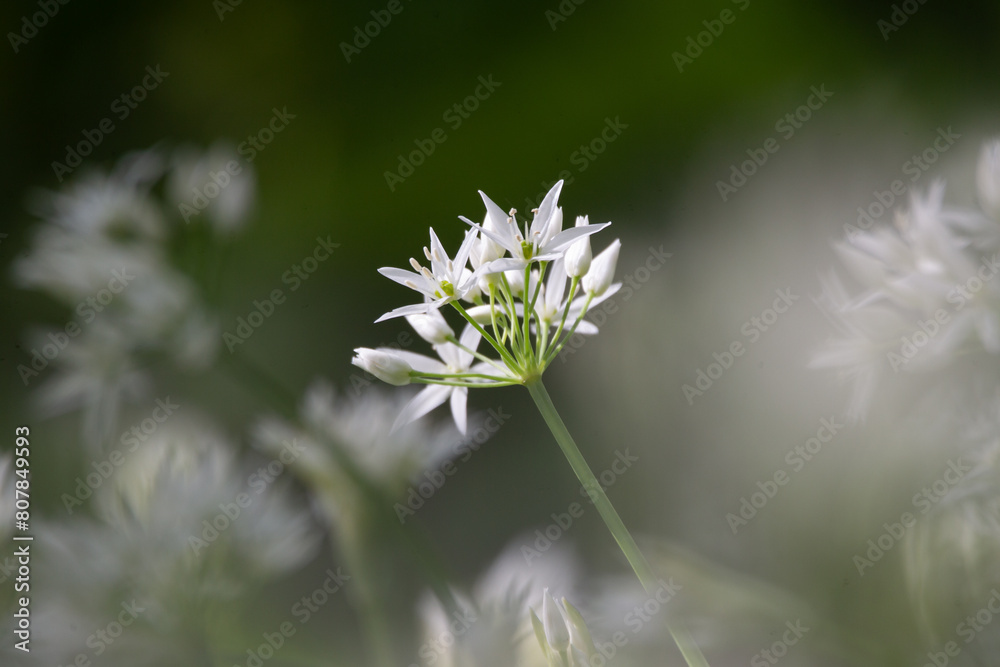 Wild bear garlic with flower in the forest (Allium ursinum) Wild bear garlic with flower in the forest (Allium ursinum)