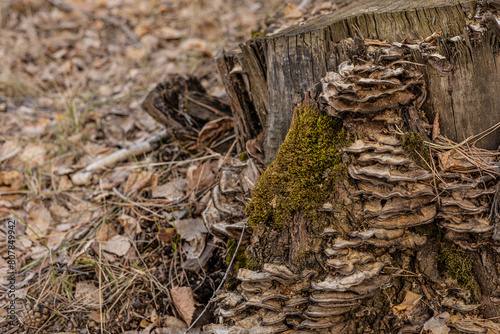 An old tree stump with bracket fungi, old dry foliage on the ground in the forest, copy space left