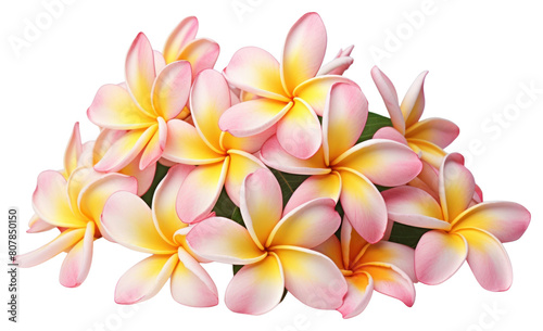 PNG Flower accessories accessory blossom.