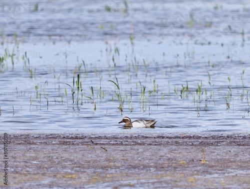 Knäkente (Spatula querquedula) am Zicksee