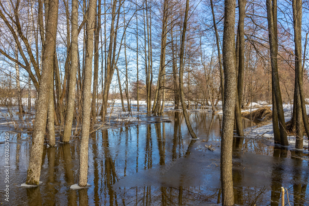 Obraz premium The forest is dominated by tall, bare trees with smooth, gray bark, suggesting that it might be late winter or early spring. The ground is covered with a thin layer of snow