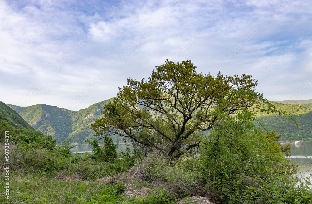 serene moment in nature, featuring a robust tree with lush green leaves as the focal point. The tree stands on the edge of a body of water, with mountains and hills forming a picturesque backdrop.