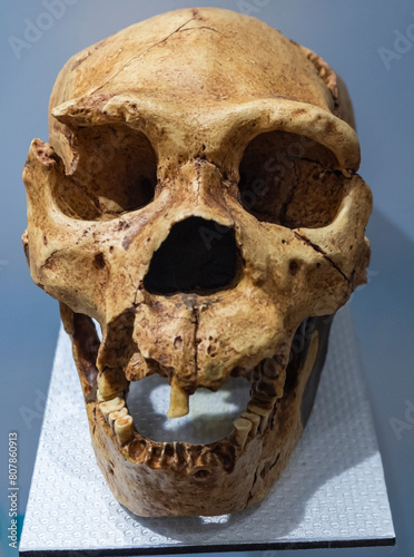 ardipithecus ramidus skull The cranium of Ardipithecus ramidus, an early Pliocene hominoid from Ethiopia, was shown to have a relatively anterior foramen magnum on a short basicranium