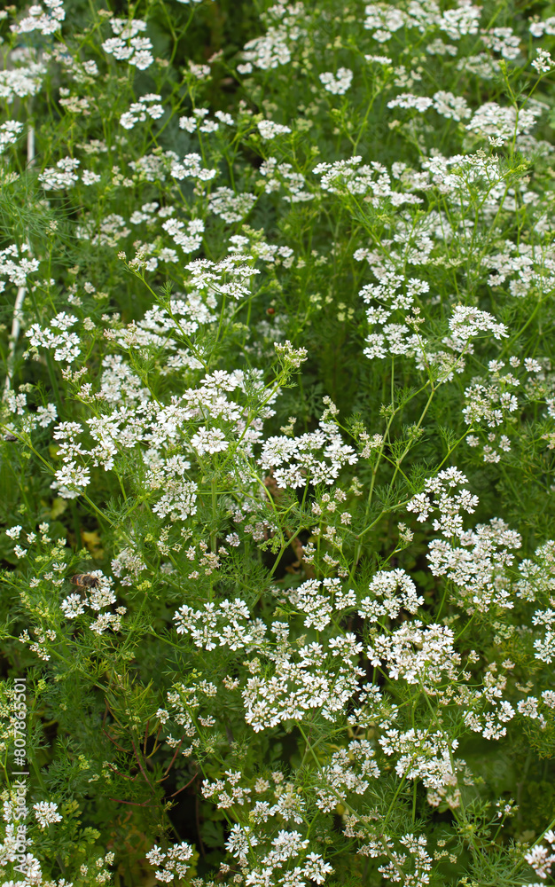Coriander blooms in the garden Coriander blooms in the garden