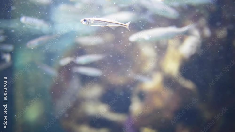 Underwater world with different fishes Underwater world with different fishes