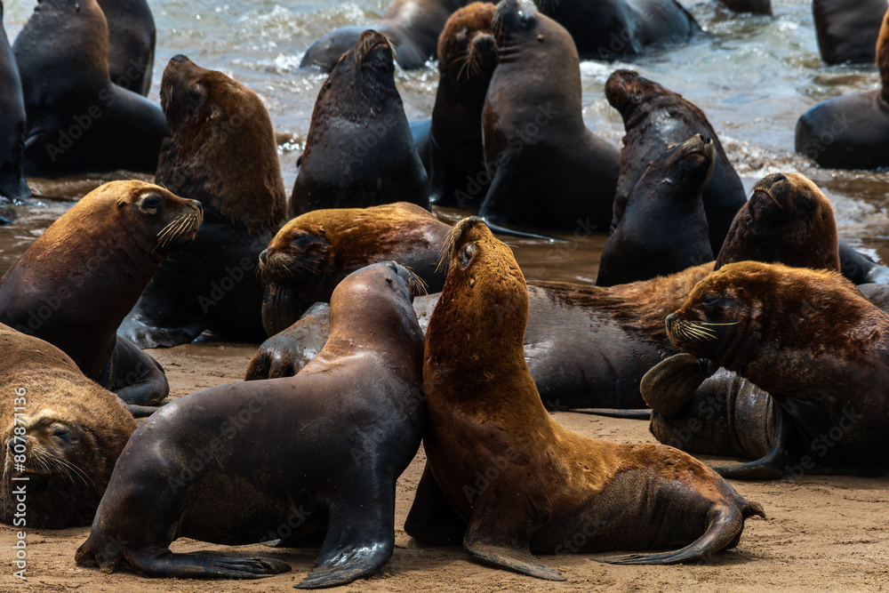 Fototapeta premium Sea lions on the sand of the beach.