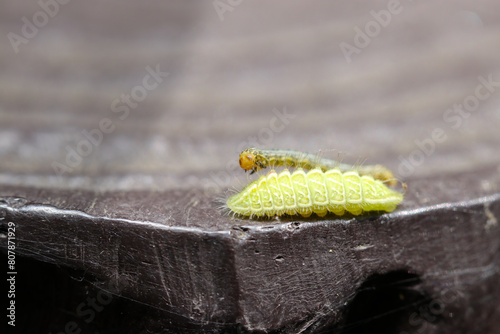 Green colored larva of The Black-banded Hairstreak walking along a pseudo-wooden fence with a moth larvae (Antigius attilia, Wildlife closeup macro photograph) photo