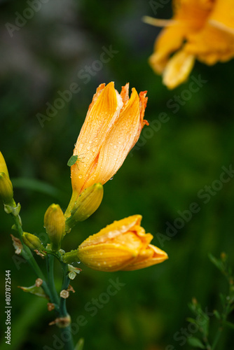 bud of a yellow lily flower in drops of dew natural background