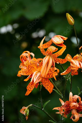 orange tiger lily on green background flowers