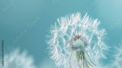 dandelion seeds on the sky