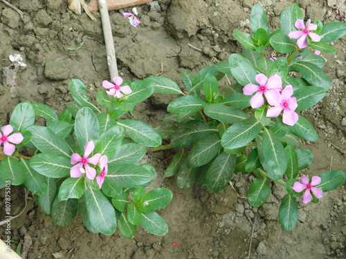 Catharanthus roseus flowers in the garden photo