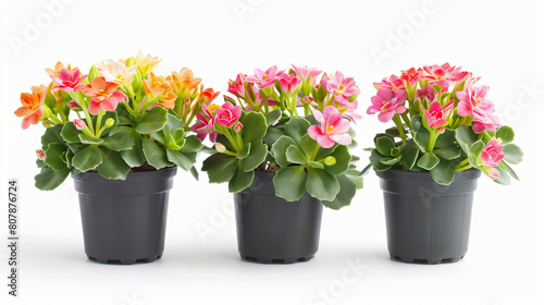 Three flowers of in pots isolated