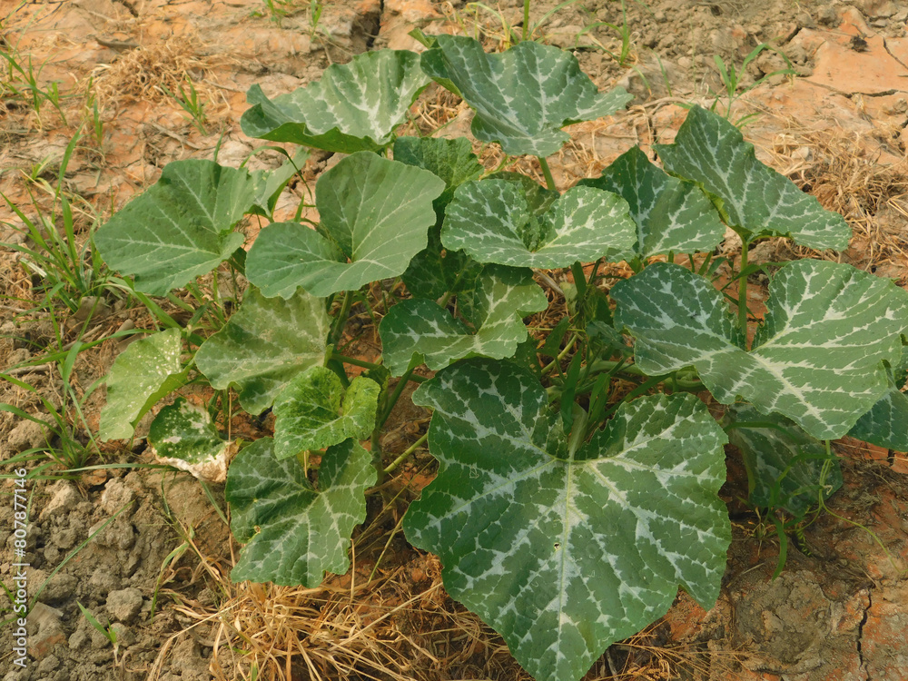 The growing pumpkin tree is growing. The growing pumpkin tree is growing.