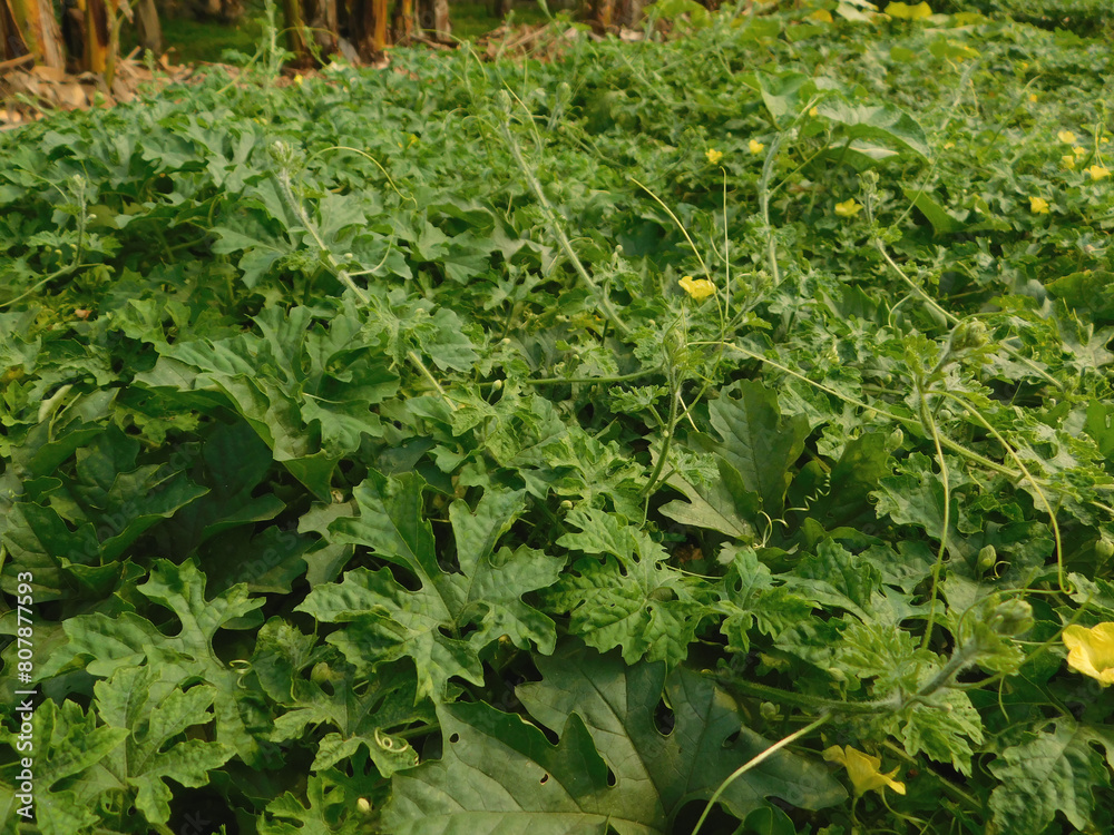 Fototapeta premium Yellow flowers of momordica charantia, known as bitter melon, bitter pumpkin.