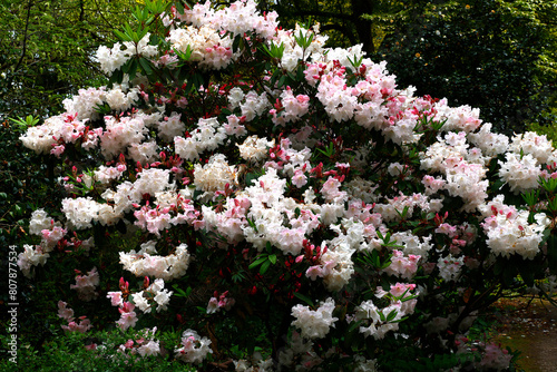 Closeup of the white pink flowers of the spring flowering perennial garden shrub rhododendron loderi sir joseph hooker.