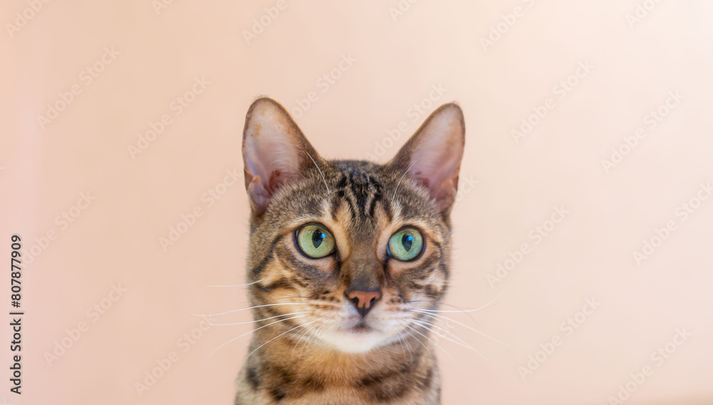 Close-up portrait of an adorable Bengal cat with green eyes isolated on beige background