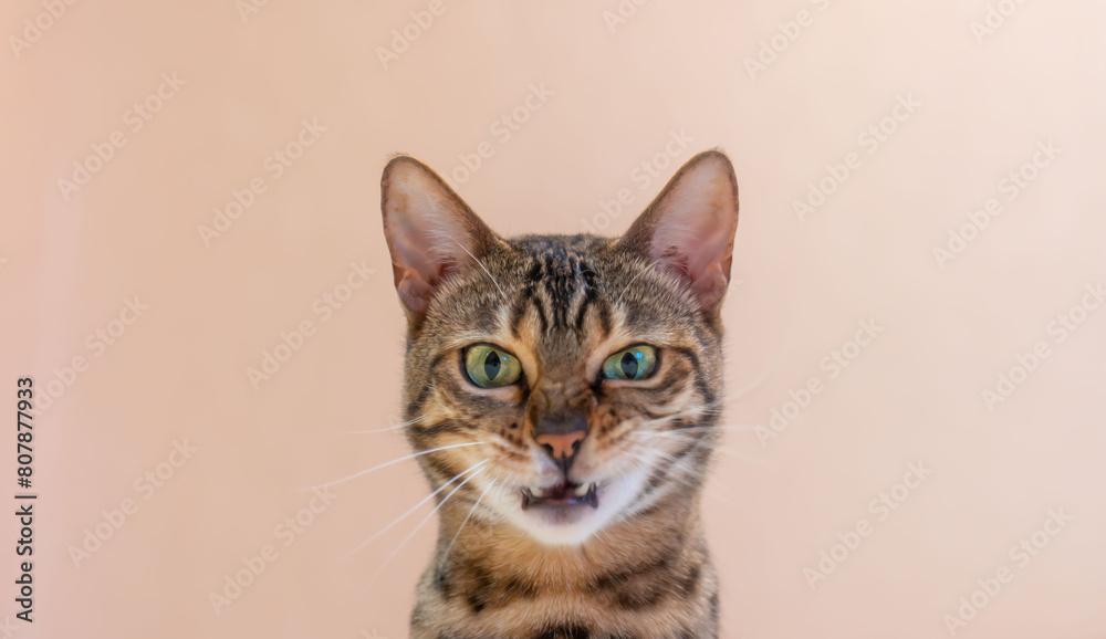 Close-up portrait of an adorable Bengal cat with green eyes isolated on beige background Close-up portrait of an adorable Bengal cat with green eyes isolated on beige background