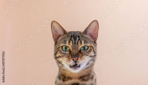 Close-up portrait of an adorable Bengal cat with green eyes isolated on beige background
