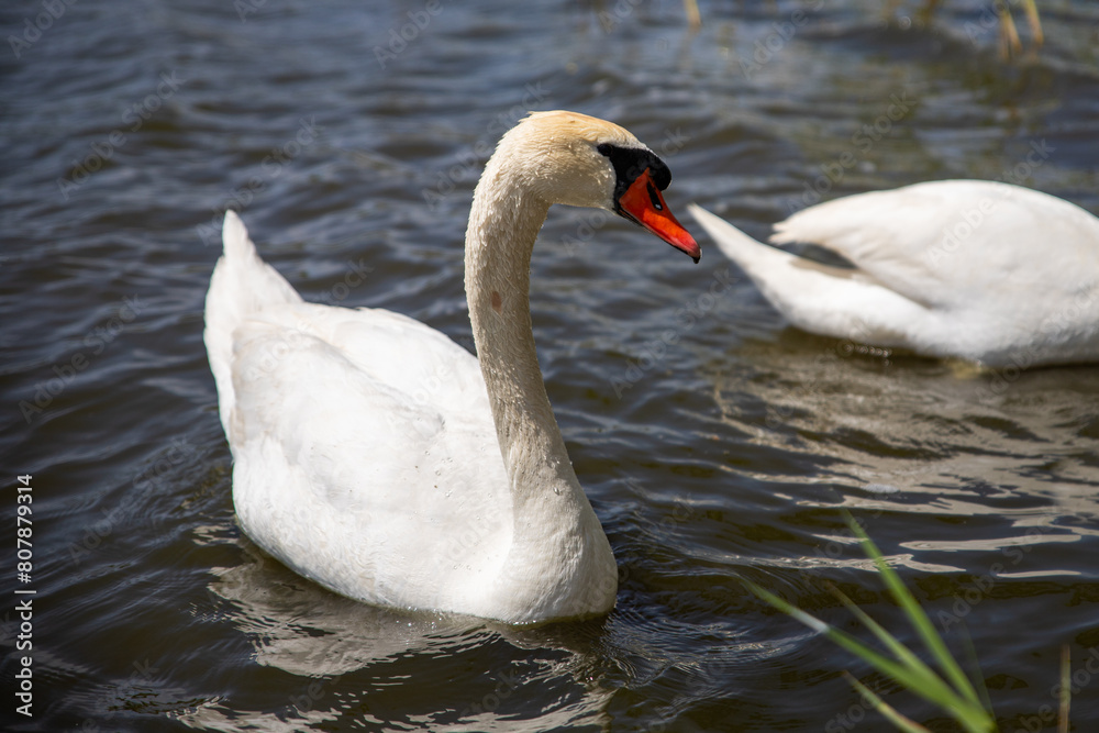 Beautiful swan on the lake Beautiful swan on the lake