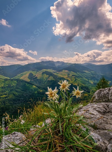 Very rare edelweiss mountain flower. Edelweiss flowers (Leontopodium nivale) growing outdoors. Discover the beauty and hiking of the mountain landscape © Ivan