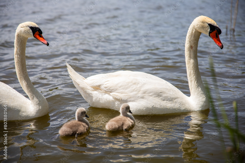 Fototapeta premium Swans with their baby swans on the lake